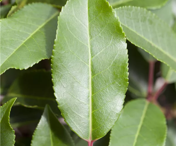 Prunus lusitanica 'Angustifolia'