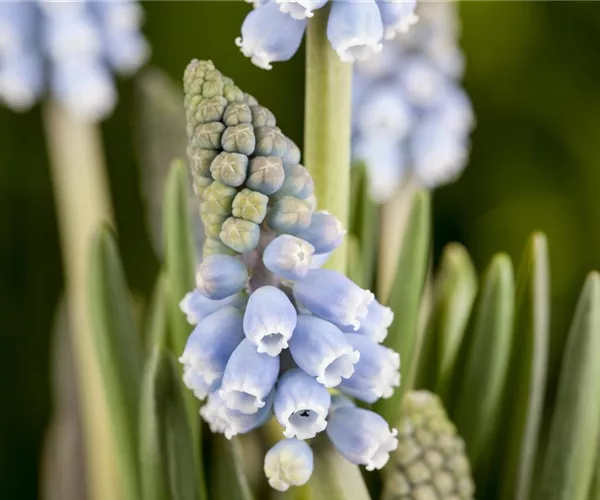 Fliegende Ostertassen