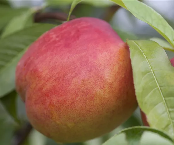 Prunus persica var. nucipersica