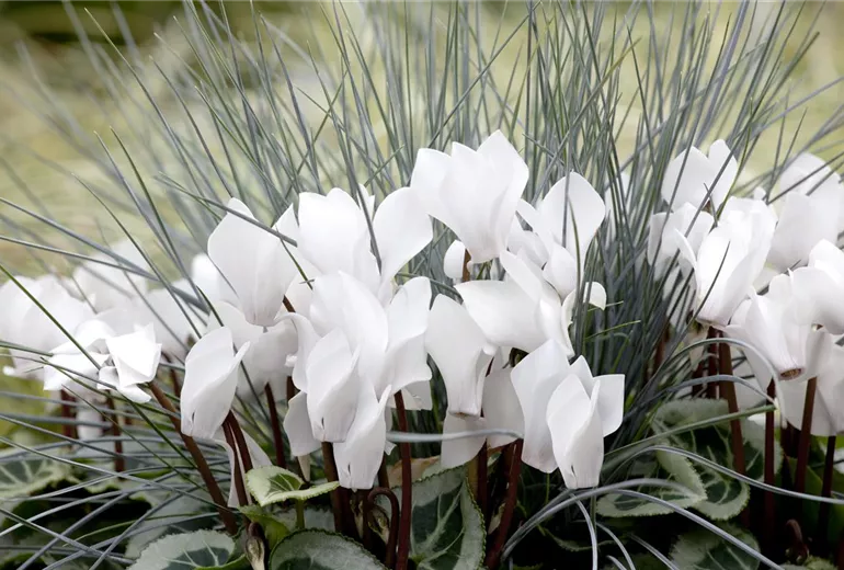 Cyclamen persicum
