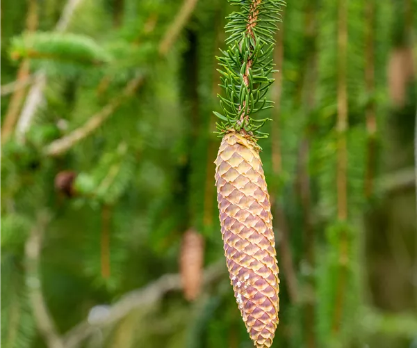 Picea abies