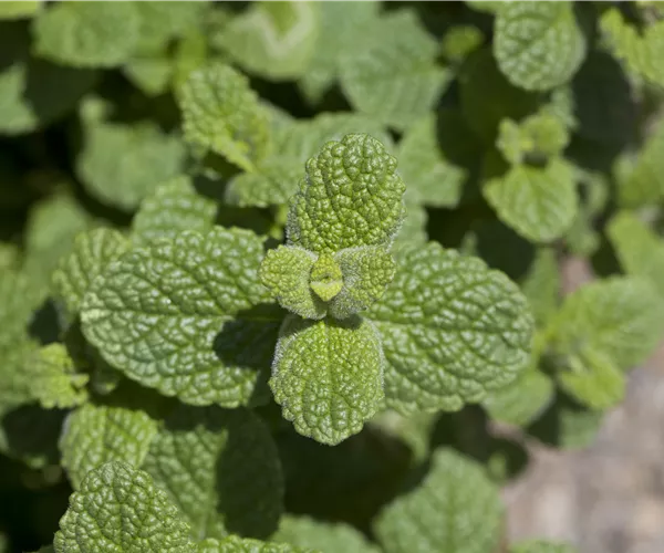 Mentha species