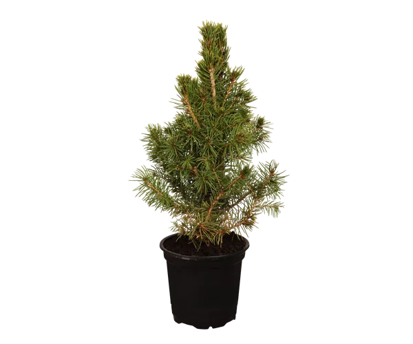 Picea glauca 'Conica'