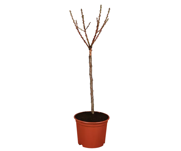 Prunus persica var. persica