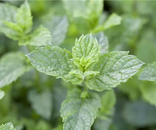Mentha spicata 'Maroccan'