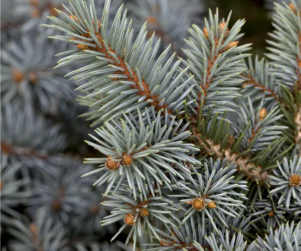 Picea pungens