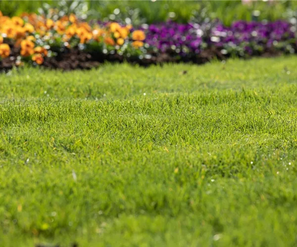 Frühjahrskur für den Rasen – endlich wieder durchatmen