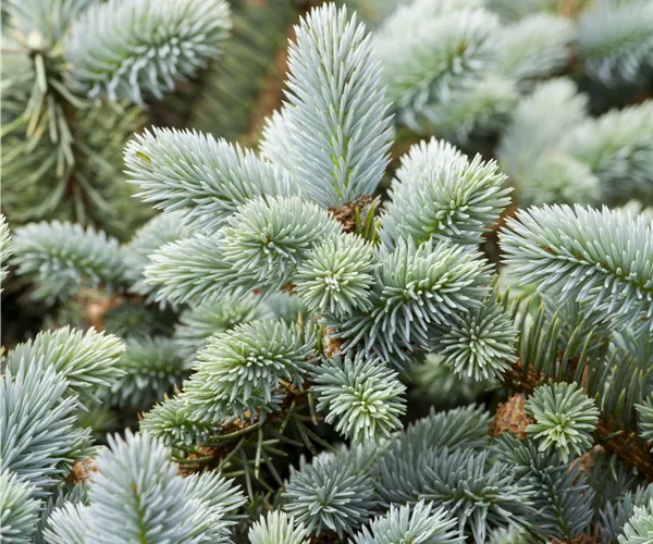 Picea pungens 'Glauca'