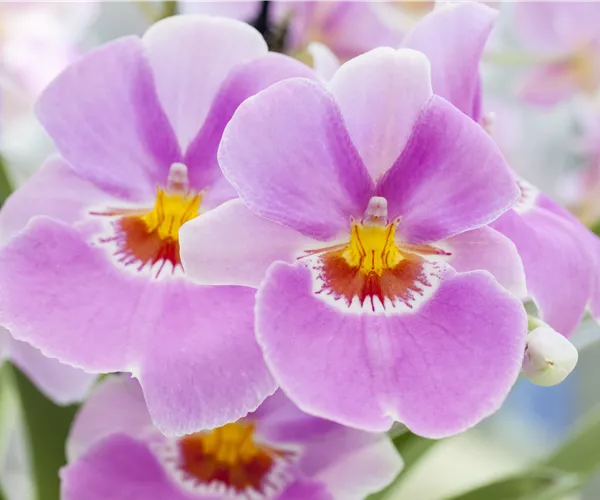 Miltonia
