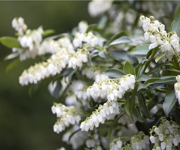 Pieris japonica