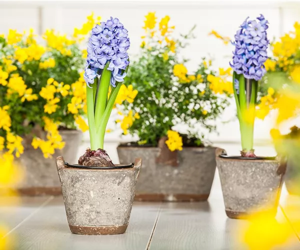 Hyazinthe, Krokus und Co. – der Frühling wird bunt