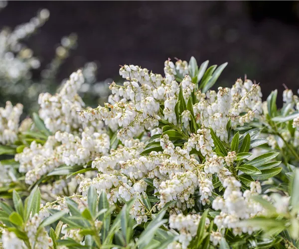 Pieris japonica 'Cupido'