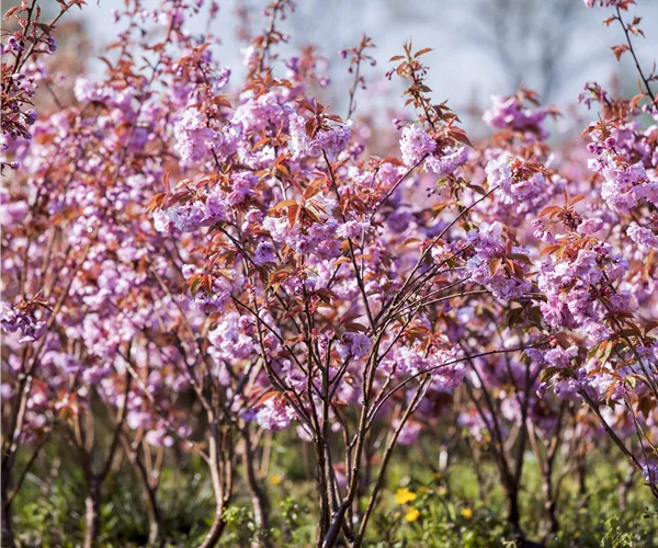 Prunus serrulata 'Kanzan'