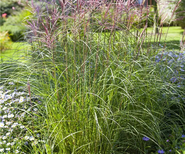 Miscanthus sinensis
