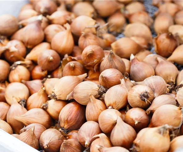 Blumenzwiebeln – kleine Zwiebeln mit großer Wirkung