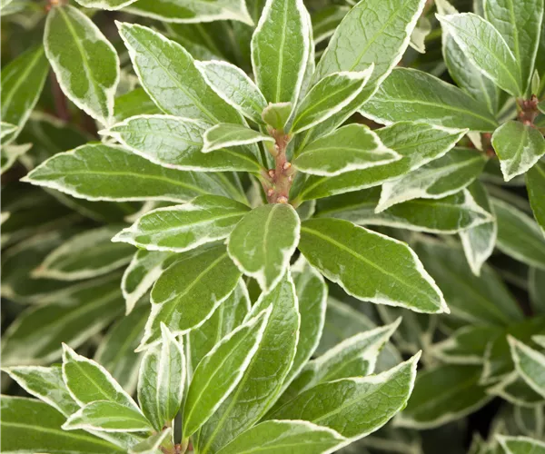 Pieris japonica 'Little Heath'