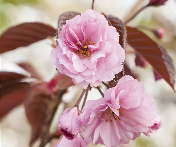 Prunus serrulata 'Royal Burgundy'®