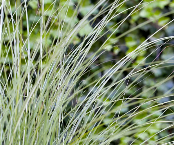 Miscanthus sinensis 'Gracillimus'