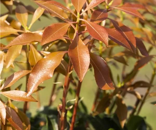 Pieris japonica 'Mountain Fire'