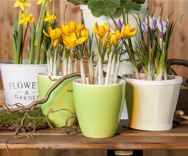 Frühling auf dem Balkon geht ohne bunte Blumen gar nicht