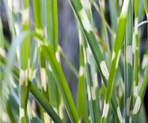 Miscanthus sinensis 'Strictus'
