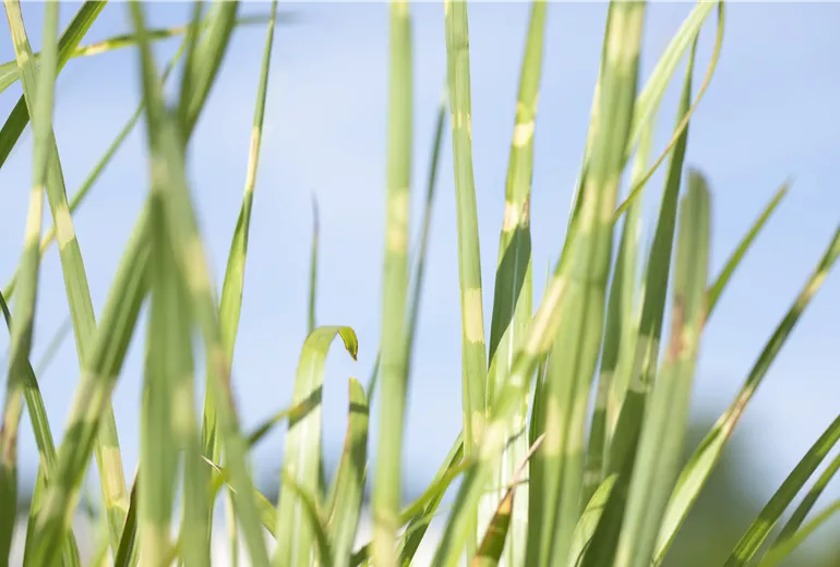 Miscanthus sinensis 'Strictus'