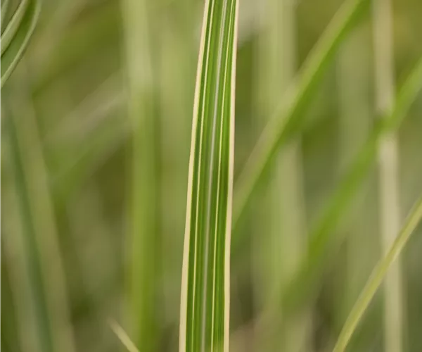 Miscanthus sinensis 'Variegatus'