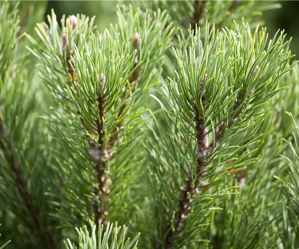 Pinus mugo 'Carsten´s Wintergold'