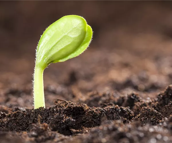 Mit dem Anbau im Gewächshaus schon im Mai die erste Ernte feiern