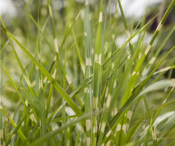 Miscanthus sinensis 'Zebrinus'