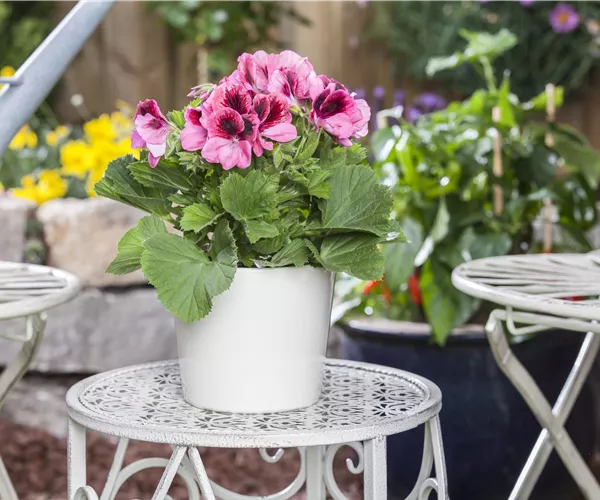 Pelargonium grandiflorum