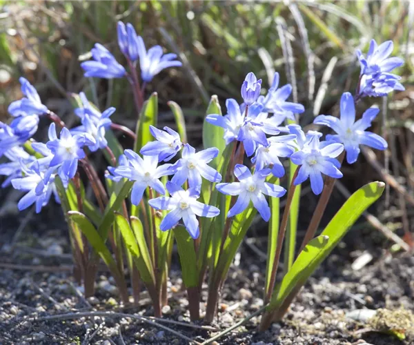Blumenzwiebeln im Steingarten – So gelingt die Farbenpracht