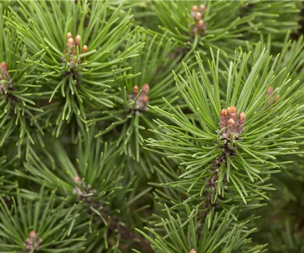 Pinus mugo 'Mops'