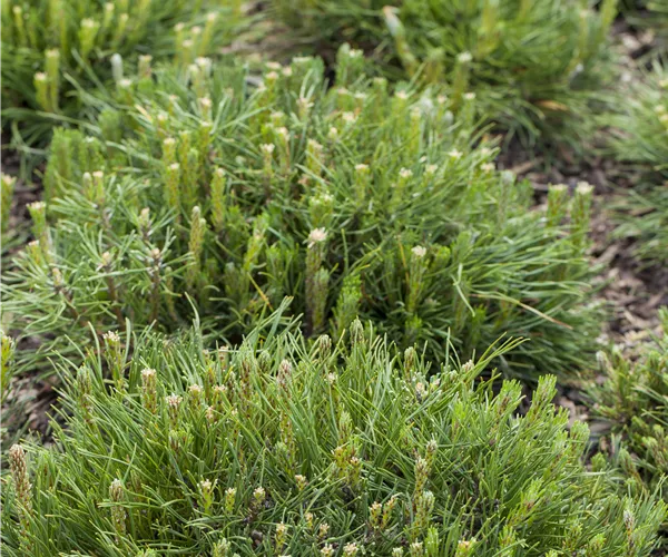 Pinus mugo subsp. mughus