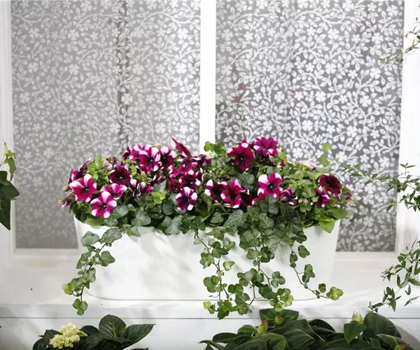 Bereit für den Sommer – Balkon und Garten blühen richtig auf