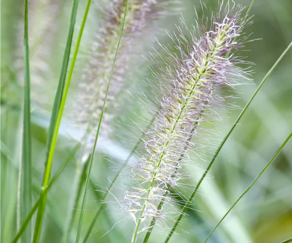 Pennisetum alopecuroides