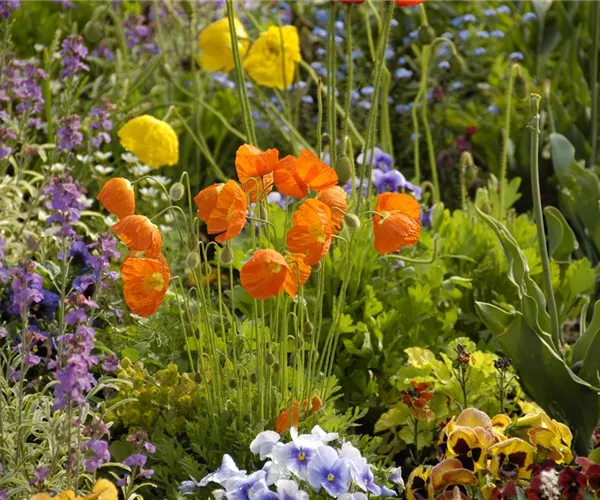 Mohn: Blütenzauber und Eleganz
