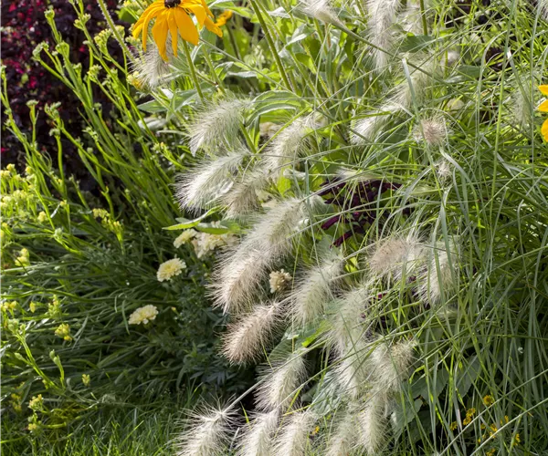 Pennisetum alopecuroides 'Hameln'