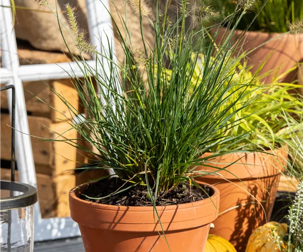 Pennisetum alopecuroides 'Little Bunny'