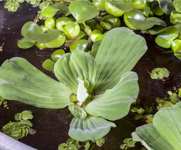 Pistia stratiotes