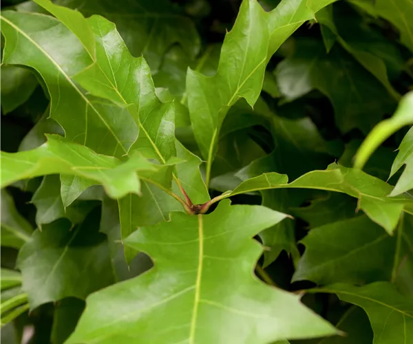 Quercus palustris 'Green Dwarf'