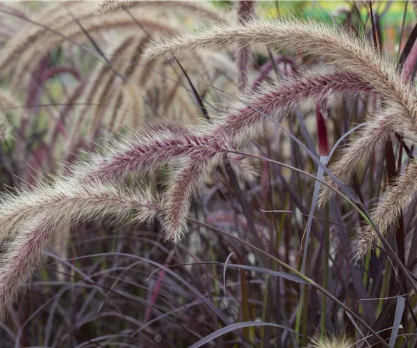 Pennisetum setaceum