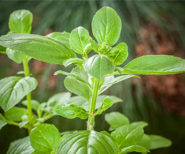Sunny Herbs - frische Kräuter aus Italien!