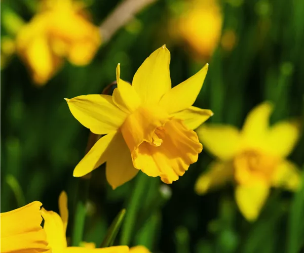 Narcissus cyclamineus 'Tête à Tête'