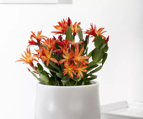 Rhipsalidopsis gaertneri