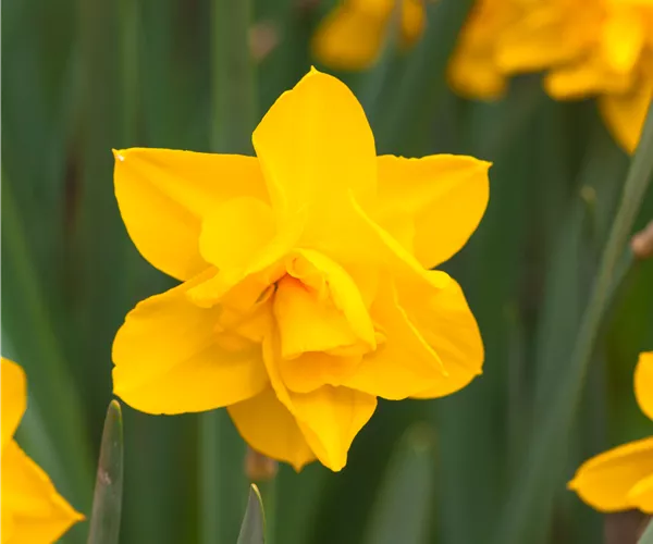 Narcissus Double