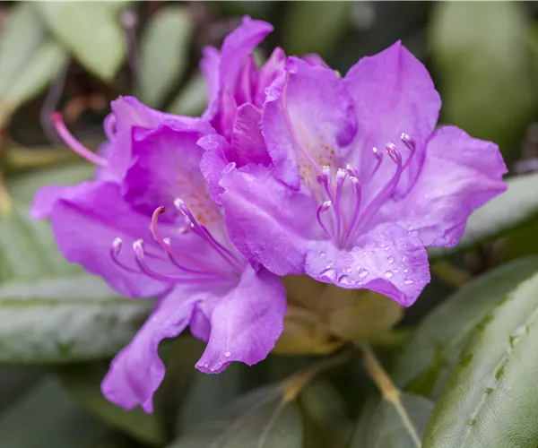 Rhododendron catawbiense