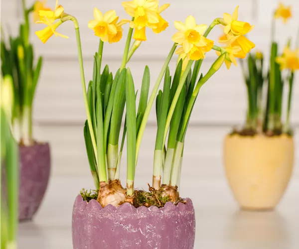 Narcissus pseudonarcissus