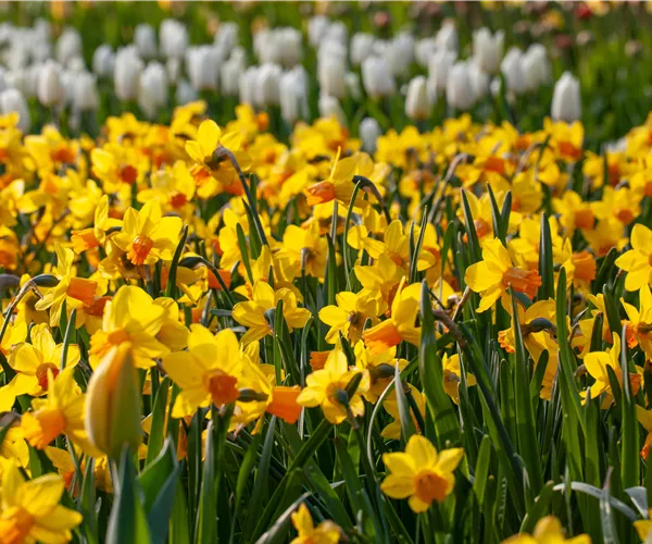 Alpenveilchen pflanzen und bunte Blüten bewundern
