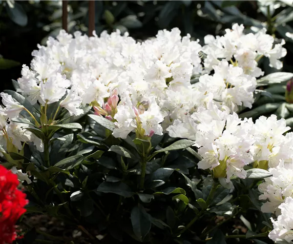 Rhododendron 'Cunningham´s White'